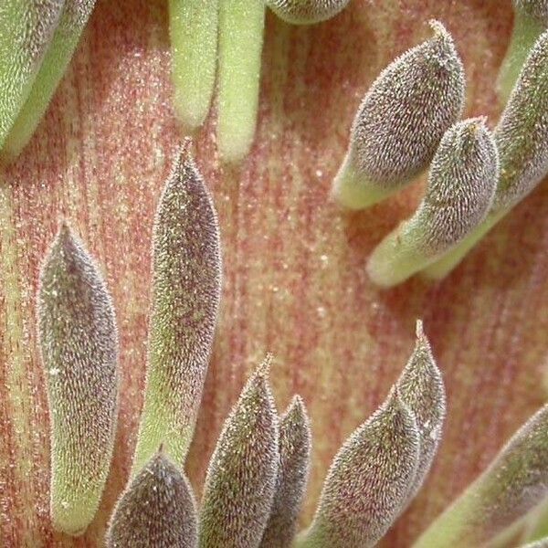 Sinocrassula yunnanensis Frunză