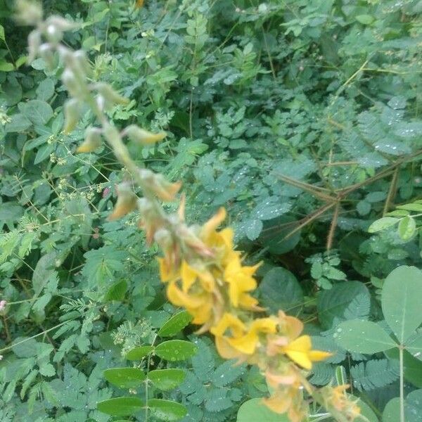 Crotalaria pallida Lorea