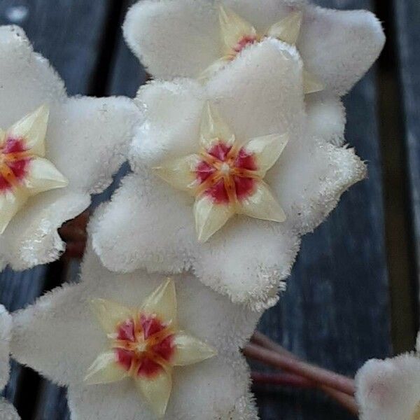 Hoya carnosa Blodyn