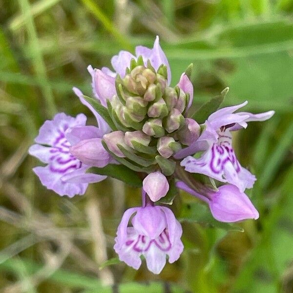 Dactylorhiza fuchsii Цветок