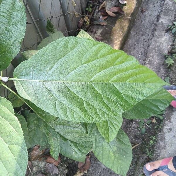 Ficus hispida Blad