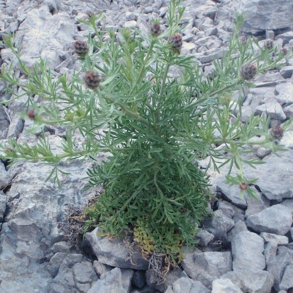 Centaurea corymbosa autre