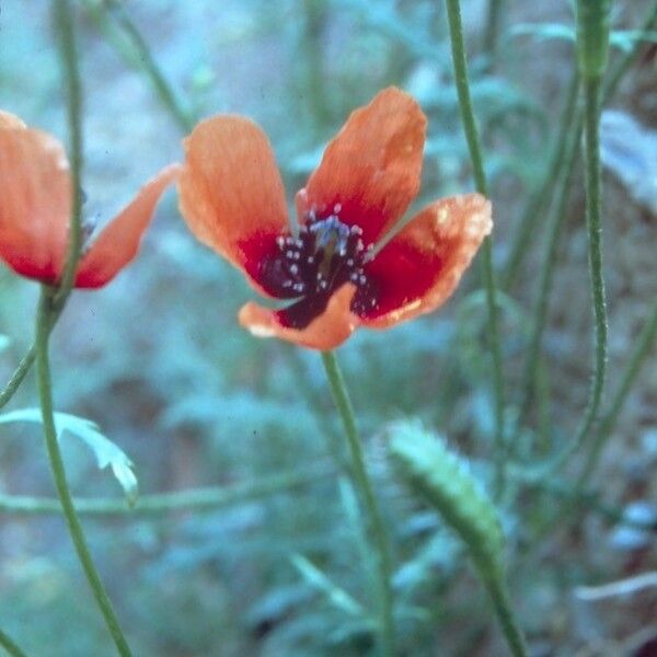 Roemeria argemone Çiçek