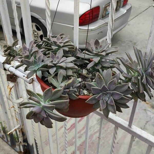 Graptopetalum paraguayense Leaf