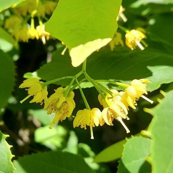 Tilia americana Žiedas