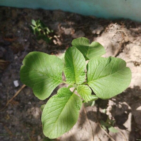 Amaranthus viridis Folla