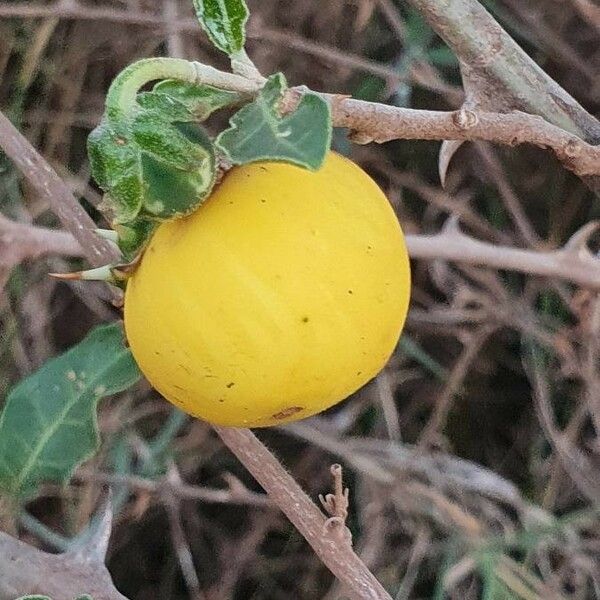 Solanum arundo Owoc