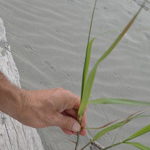 Phragmites karka Leaf