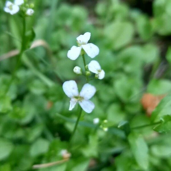 Arabidopsis halleri Blüte