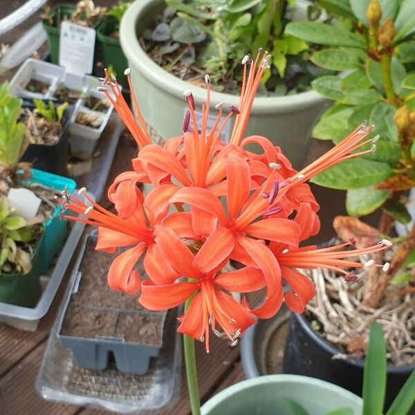 Nerine sarniensis Flower