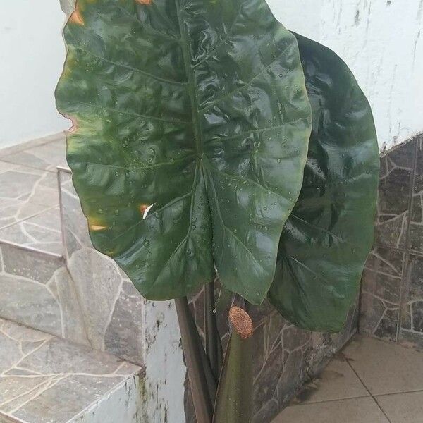 Alocasia macrorrhizos Fuelha