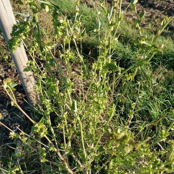 Atriplex micrantha Vekstform