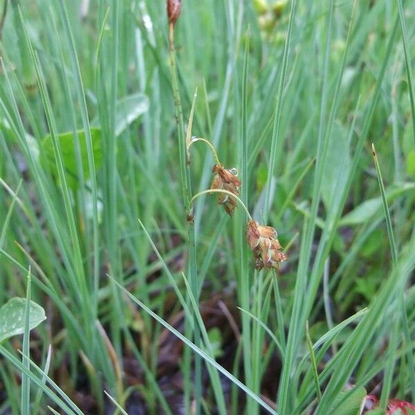 Carex limosa Habitus