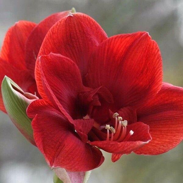 観察: Hippeastrum reginae (L.) Herb. (annemarieah 2023年11月26日) World ...