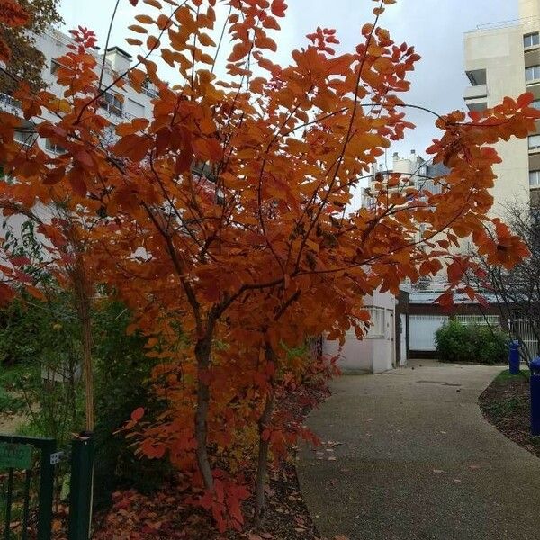 Cotinus coggygria অভ্যাস