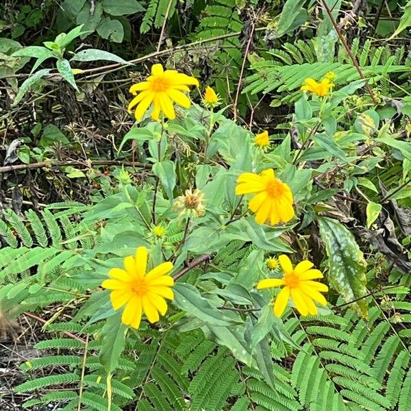 Helianthus strumosus Virág