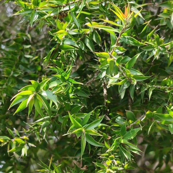 Melaleuca styphelioides Hoja