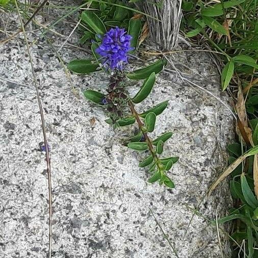 Veronica allionii Fleur