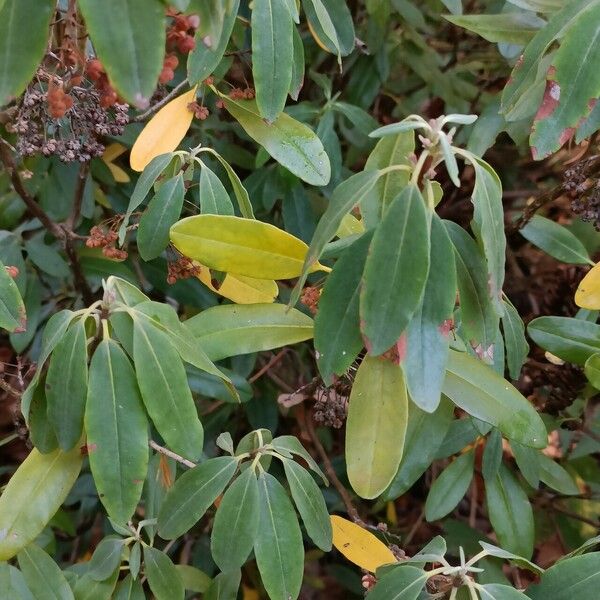 Kalmia angustifolia Folla