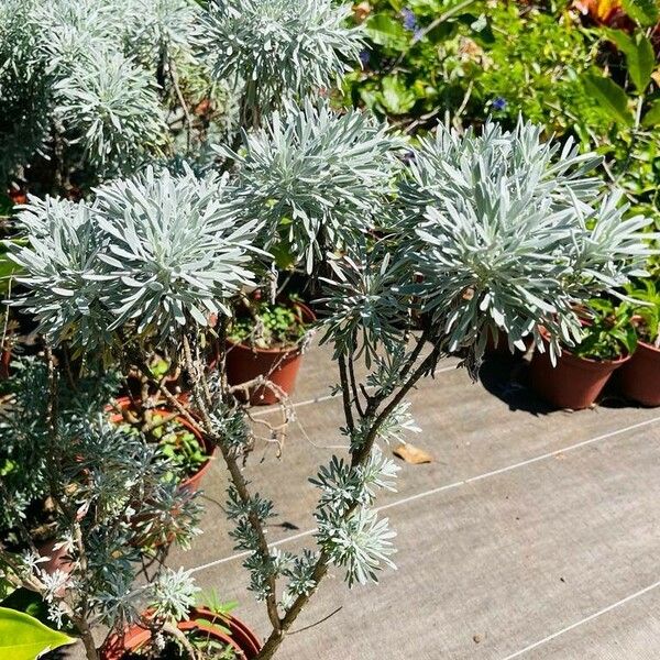 Artemisia arborescens Folha
