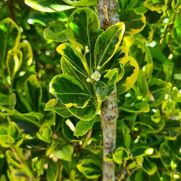 Euonymus japonicus Flors