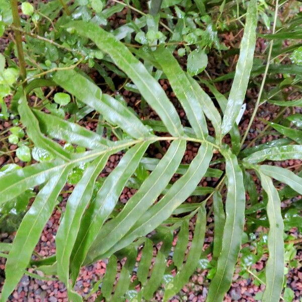 Pteris comans 葉