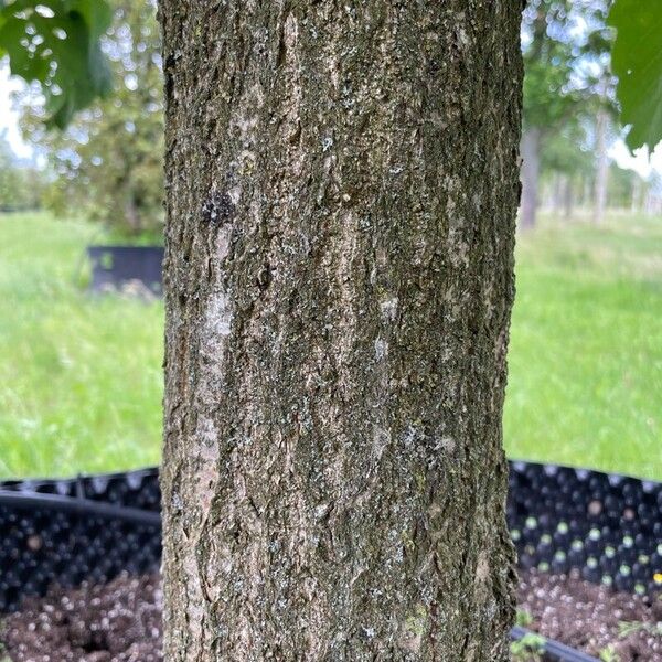 Quercus bicolor Rinde