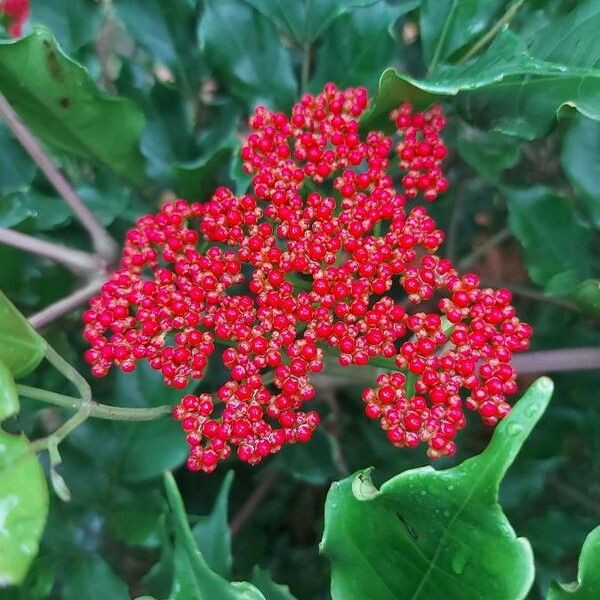 Sambucus racemosa Fruit