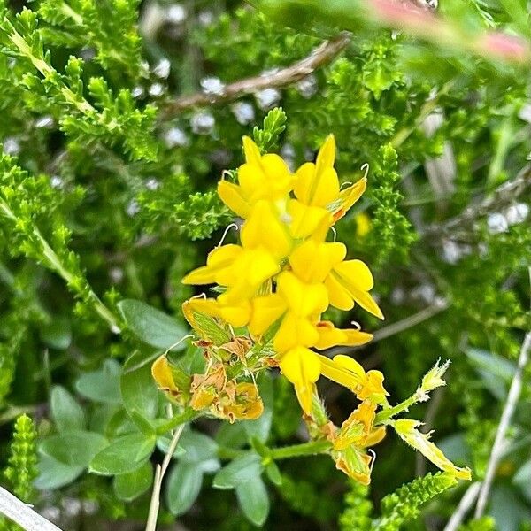 Genista germanica Λουλούδι