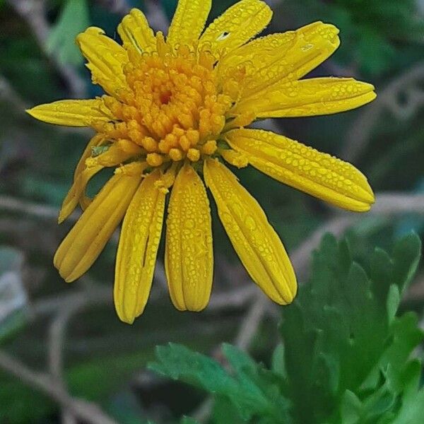 Euryops chrysanthemoides Blüte