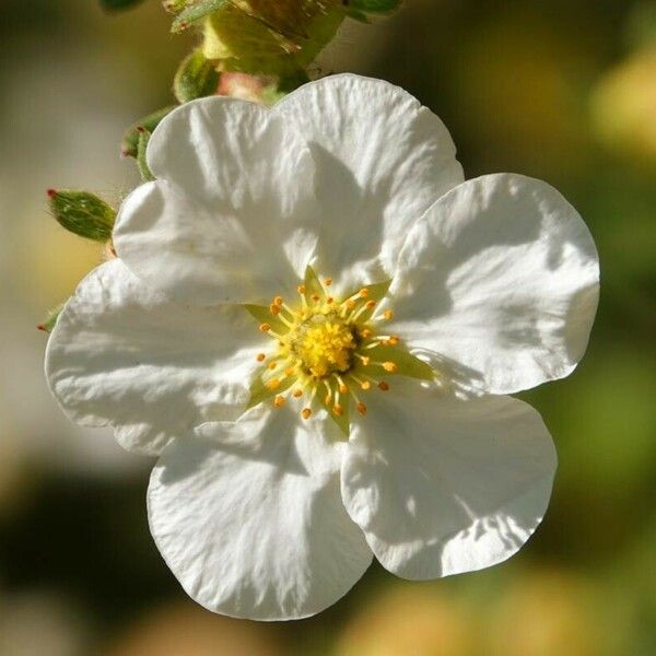 Cistus monspeliensis 花