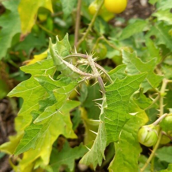 Solanum carolinense Leaf