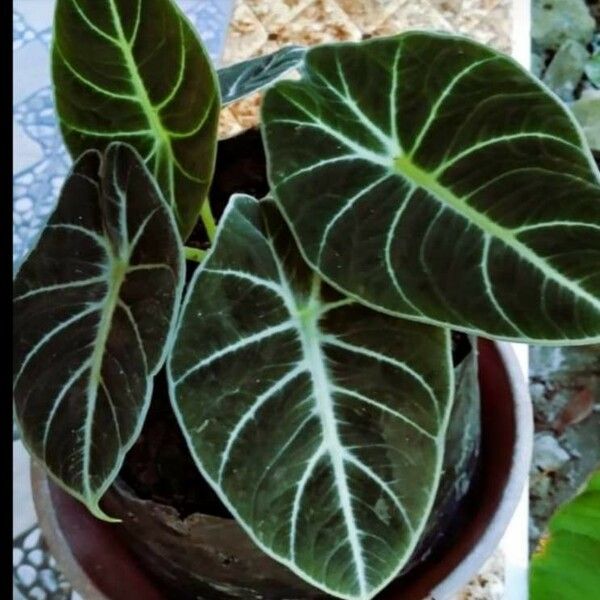 Alocasia longiloba ᱥᱟᱠᱟᱢ