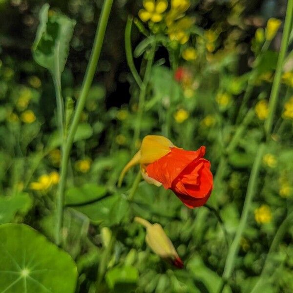 Tropaeolum minus Flower