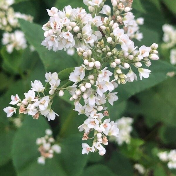 Fagopyrum esculentum Flower