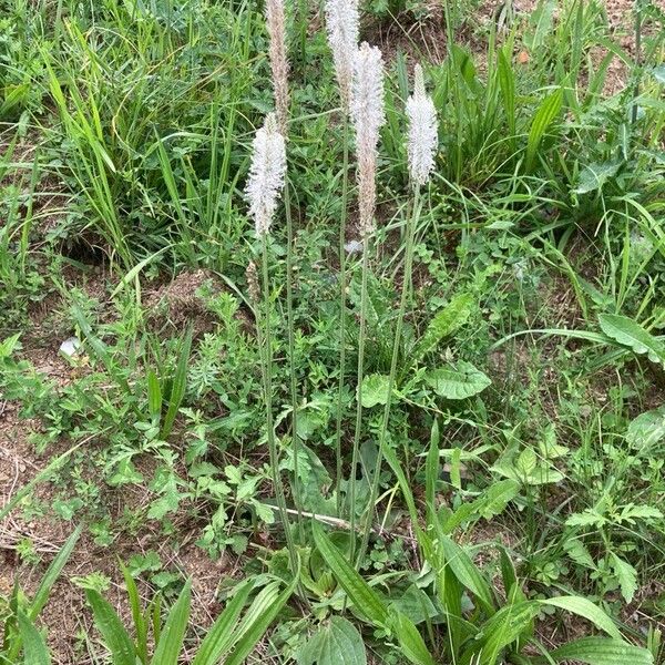 Plantago media Hábitos