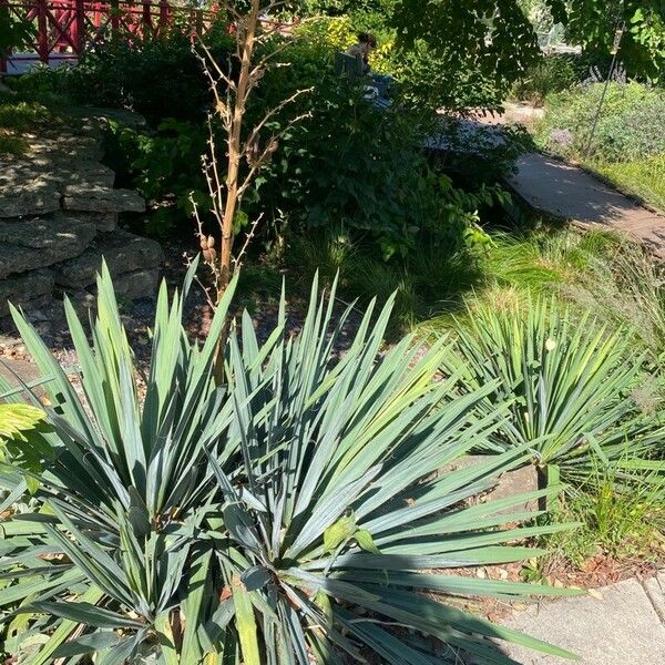 Yucca glauca Natur