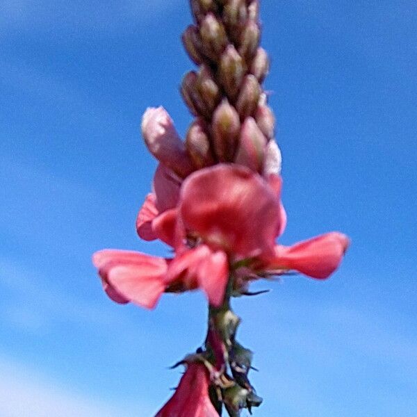 Indigofera hirsuta Blodyn