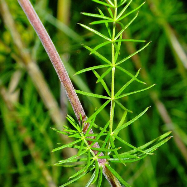 Galium verum Fuelha