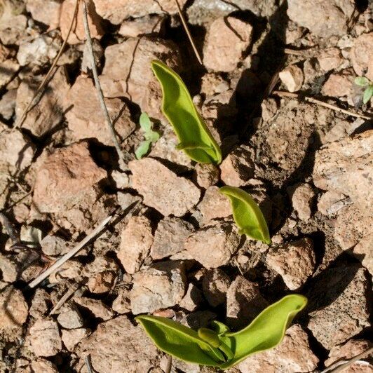 Ophioglossum azoricum Buveinė