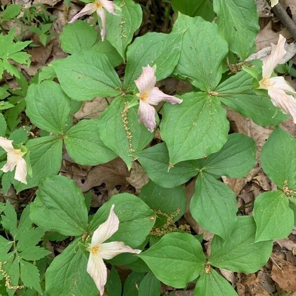 Trillium ovatum Leht