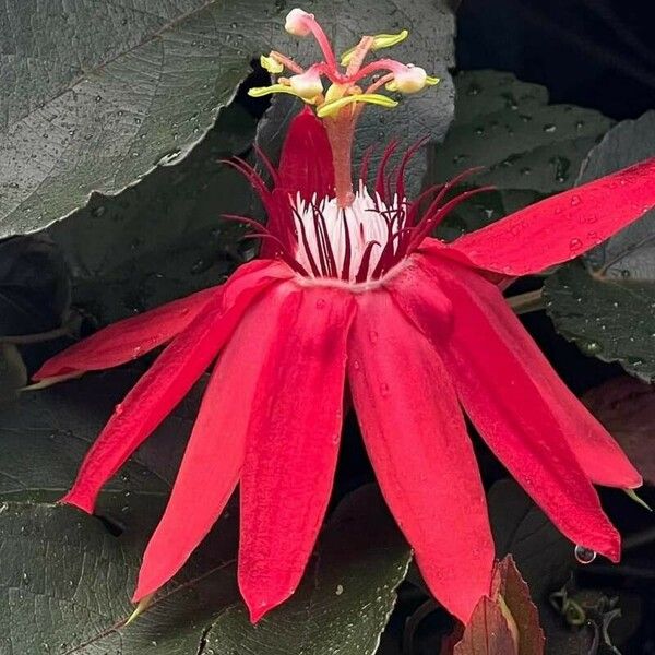 Passiflora vitifolia Bloem