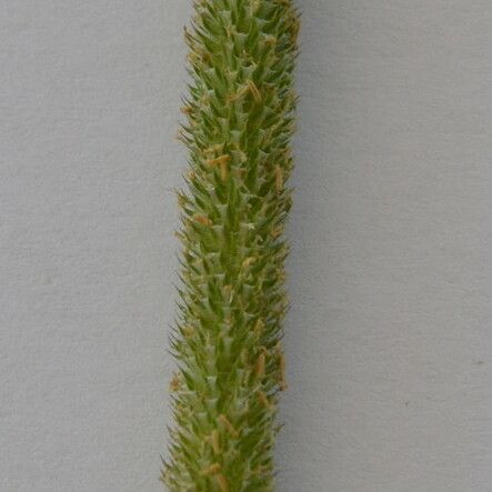 Phleum nodosum 叶