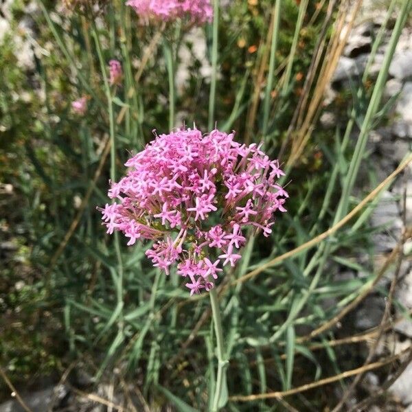 Centranthus lecoqii Blodyn