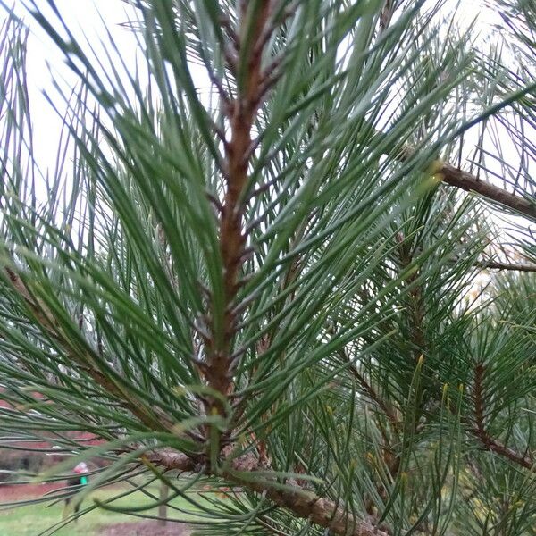 Pinus densiflora Fuelha