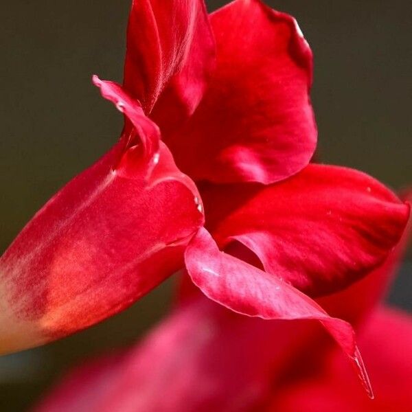 Mandevilla sanderi Flower