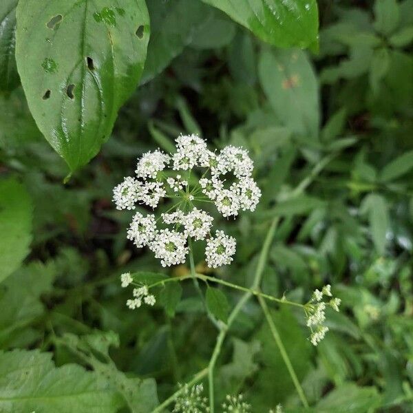 Cicuta maculata Floro