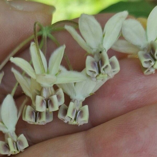 Gomphocarpus physocarpus പുഷ്പം