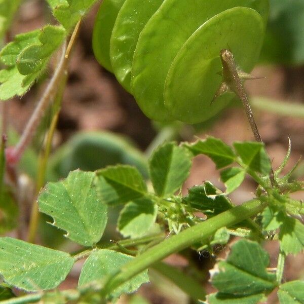 Medicago orbicularis خشب