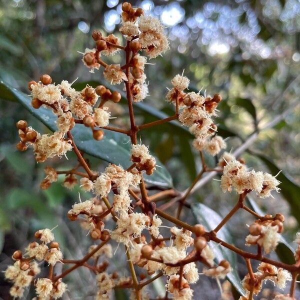 Myrcia bergiana Flor